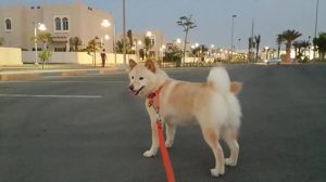 pet travel saudi arabia