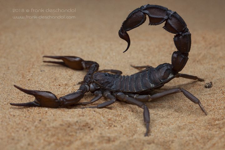 5 Most Dangerous Scorpions In Saudi Arabia Life In Saudi Arabia