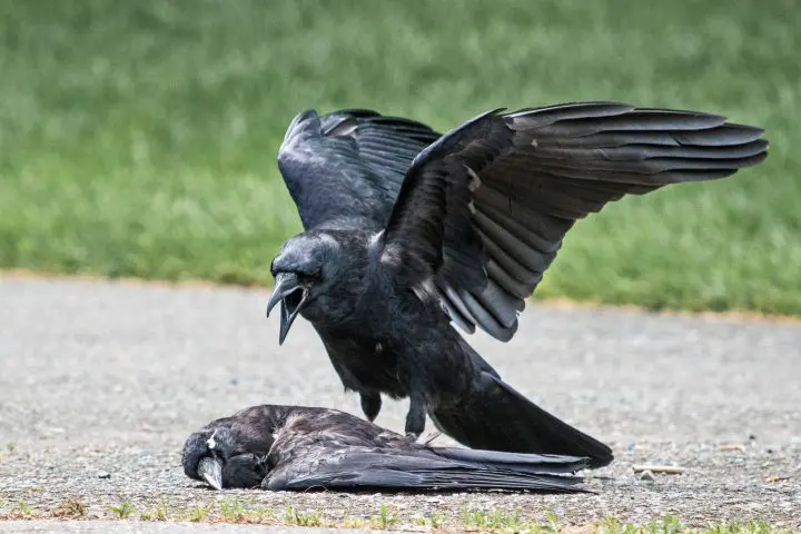 islamic-meaning-seeing-a-crow-in-a-dream-life-in-saudi-arabia