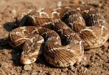 3 most dangerous snakes in Saudi Arabia