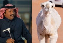 Saudi bought a camel for SR 6,000, sold for SR 4 million.
